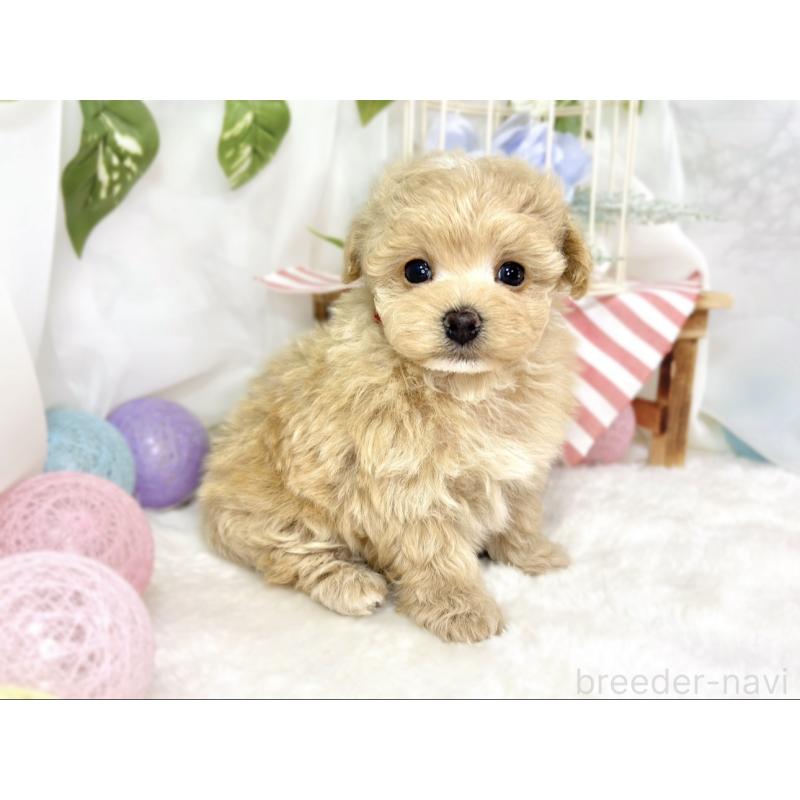 販売中の滋賀県のマルプー:マルチーズ×トイプードル-441154の3枚目