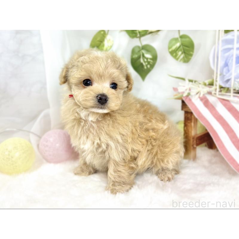 販売中の滋賀県のマルプー:マルチーズ×トイプードル-441154の2枚目