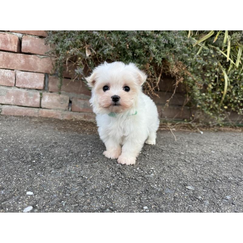 販売中の福岡県のマルチーズ-441153の9枚目