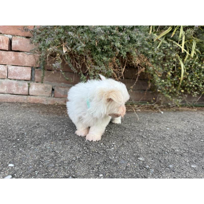 販売中の福岡県のマルチーズ-441153の8枚目