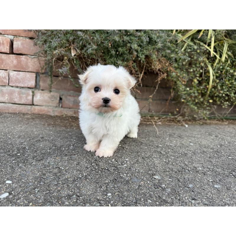 販売中の福岡県のマルチーズ-441153の7枚目