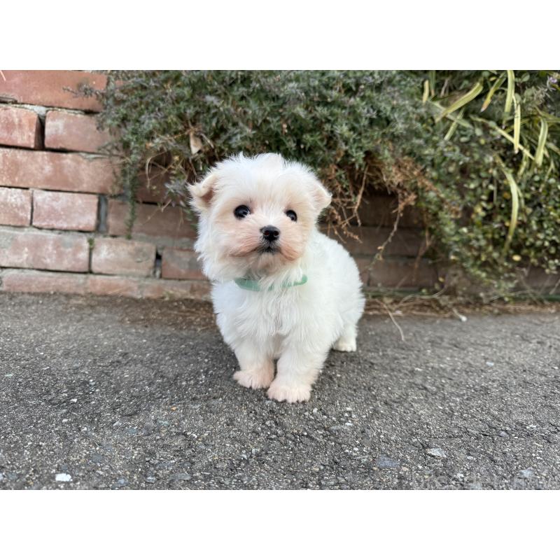 販売中の福岡県のマルチーズ-441153の6枚目
