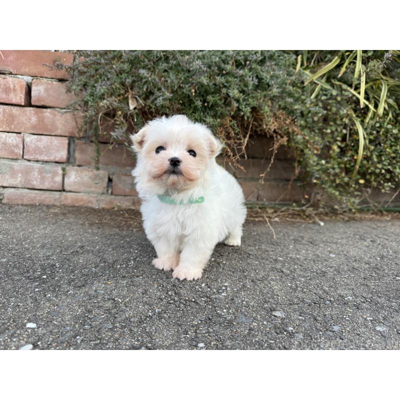 販売中の福岡県のマルチーズ-441153の5枚目