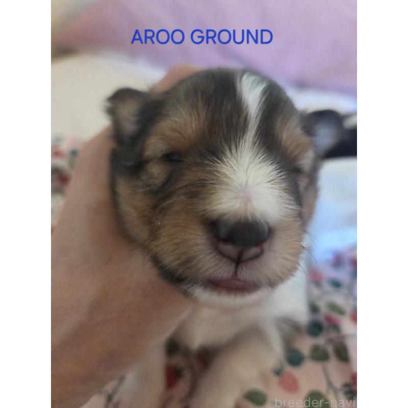 商談中の広島県のシェットランドシープドッグ(シェルティ)-439303の32枚目