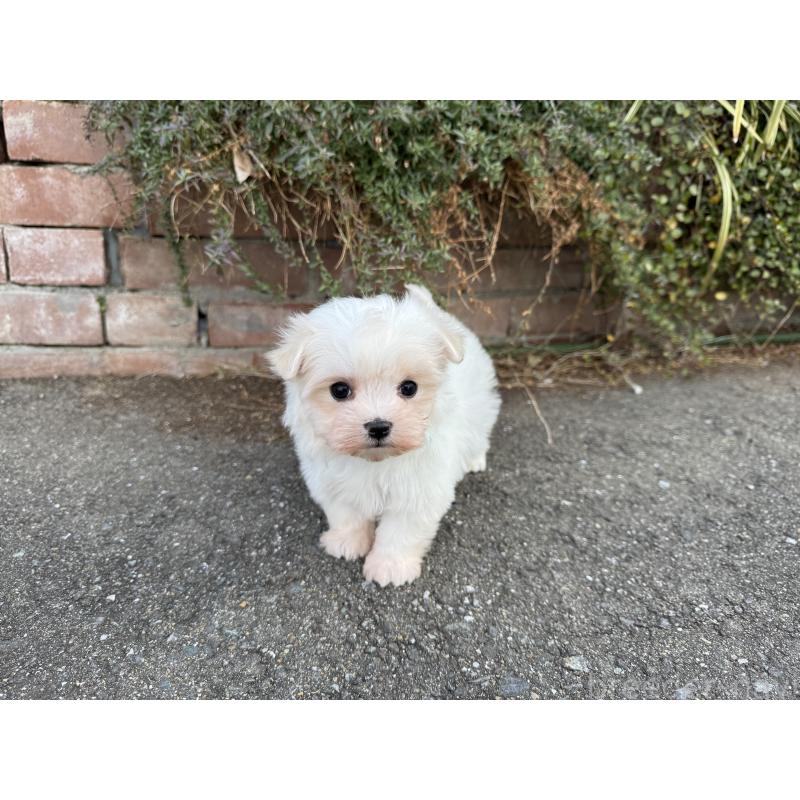 販売中の福岡県のマルチーズ-441153の4枚目