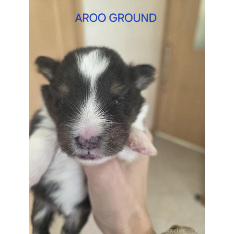 商談中の広島県のシェットランドシープドッグ(シェルティ)-439303の31枚目