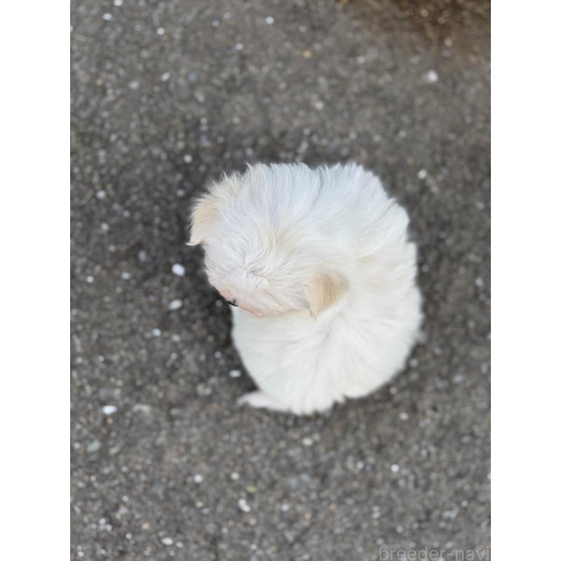 販売中の福岡県のマルチーズ-441153の3枚目