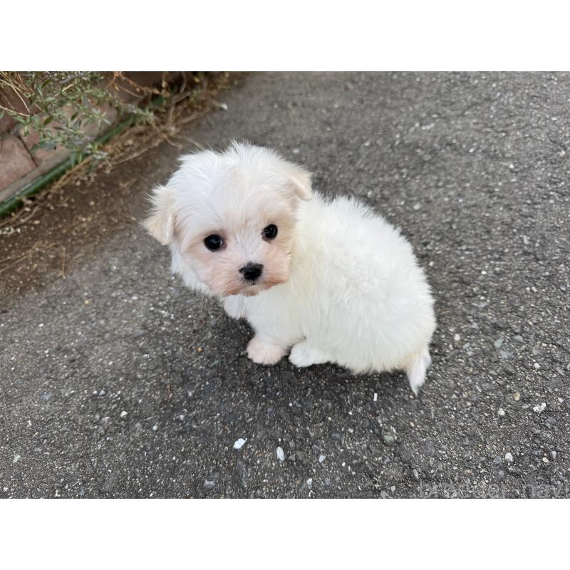 販売中の福岡県のマルチーズ-441153の2枚目