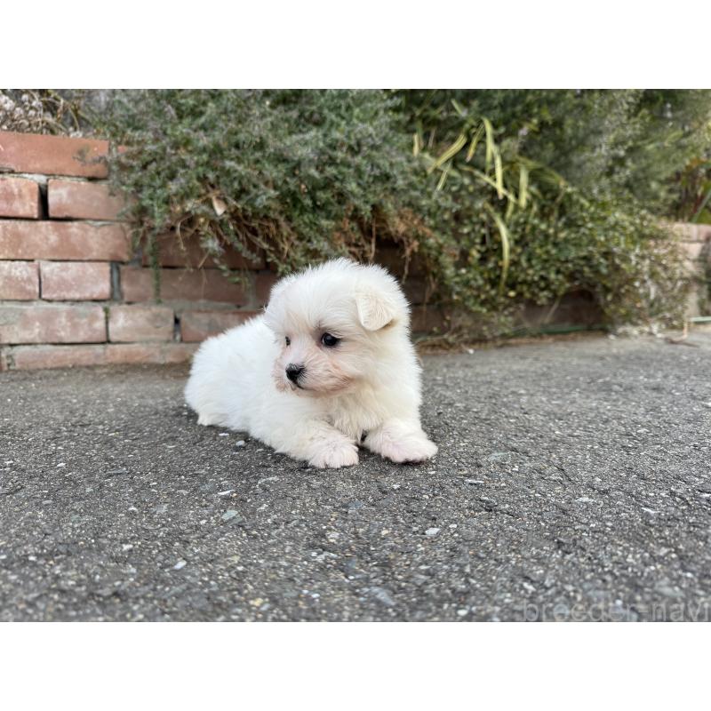 販売中の福岡県のマルチーズ-441155の7枚目