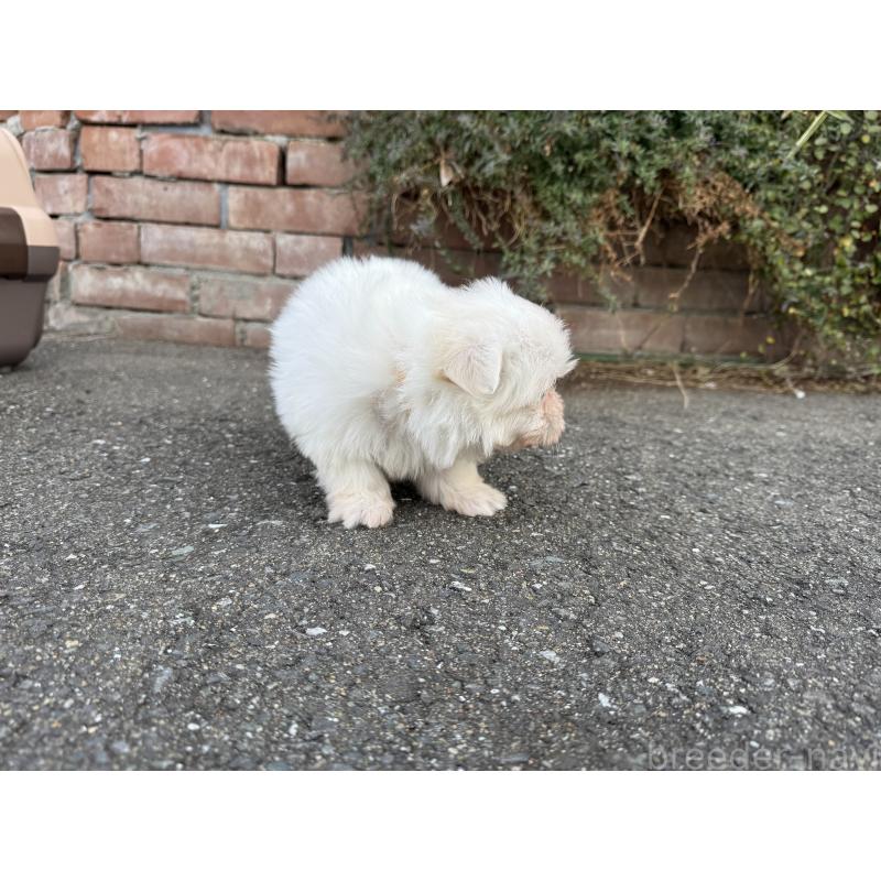 販売中の福岡県のマルチーズ-441155の6枚目