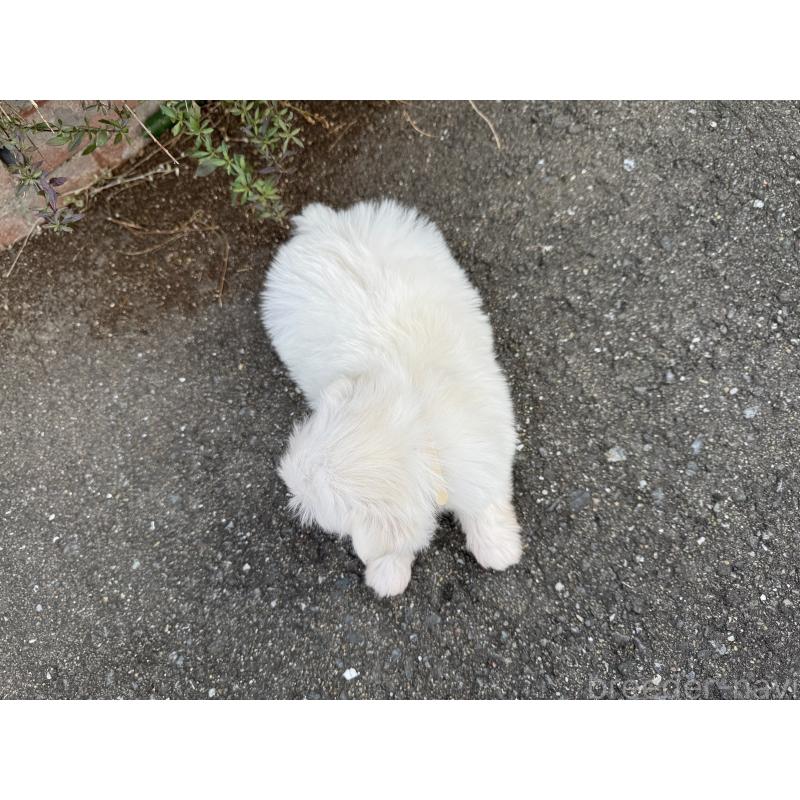 販売中の福岡県のマルチーズ-441155の5枚目