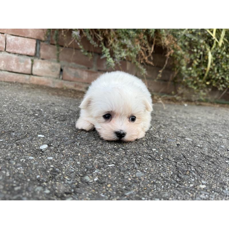 販売中の福岡県のマルチーズ-441155の4枚目