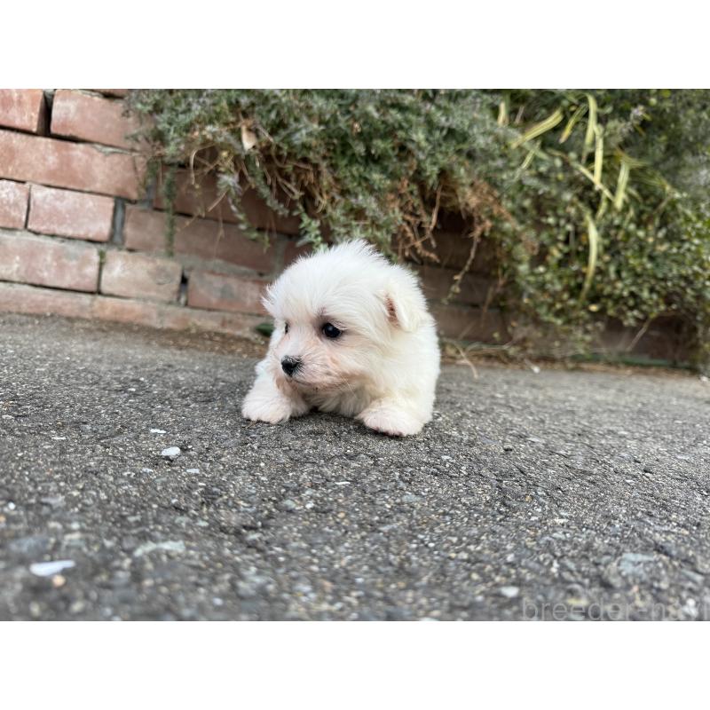 販売中の福岡県のマルチーズ-441155の3枚目