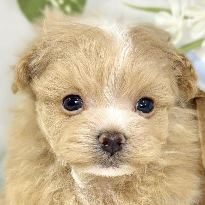 販売中の滋賀県のマルプー:マルチーズ×トイプードル-441156