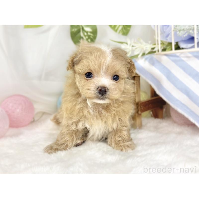 販売中の滋賀県のマルプー:マルチーズ×トイプードル-441156の4枚目