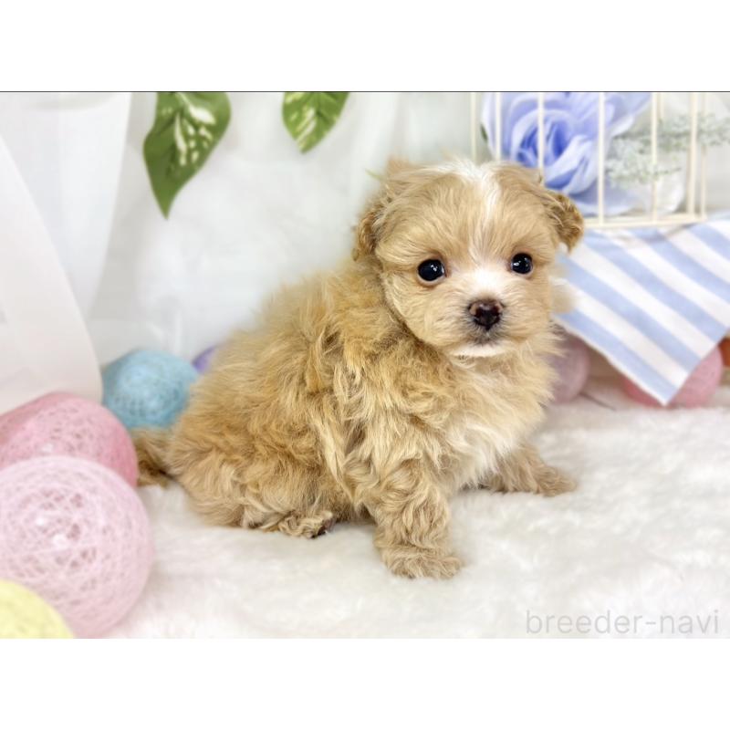 販売中の滋賀県のマルプー:マルチーズ×トイプードル-441156の3枚目