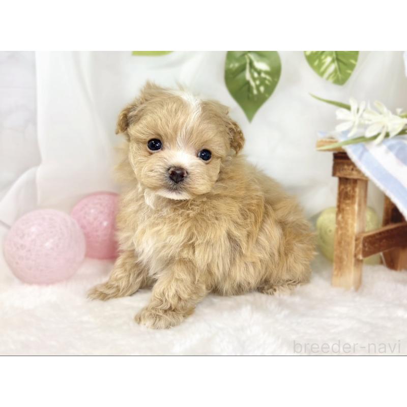 販売中の滋賀県のマルプー:マルチーズ×トイプードル-441156の2枚目