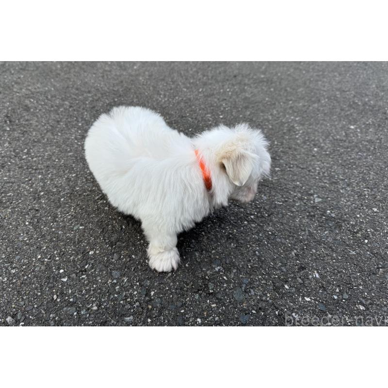 販売中の福岡県のマルチーズ-441157の7枚目