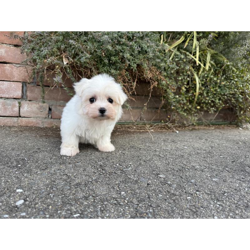 販売中の福岡県のマルチーズ-441157の6枚目