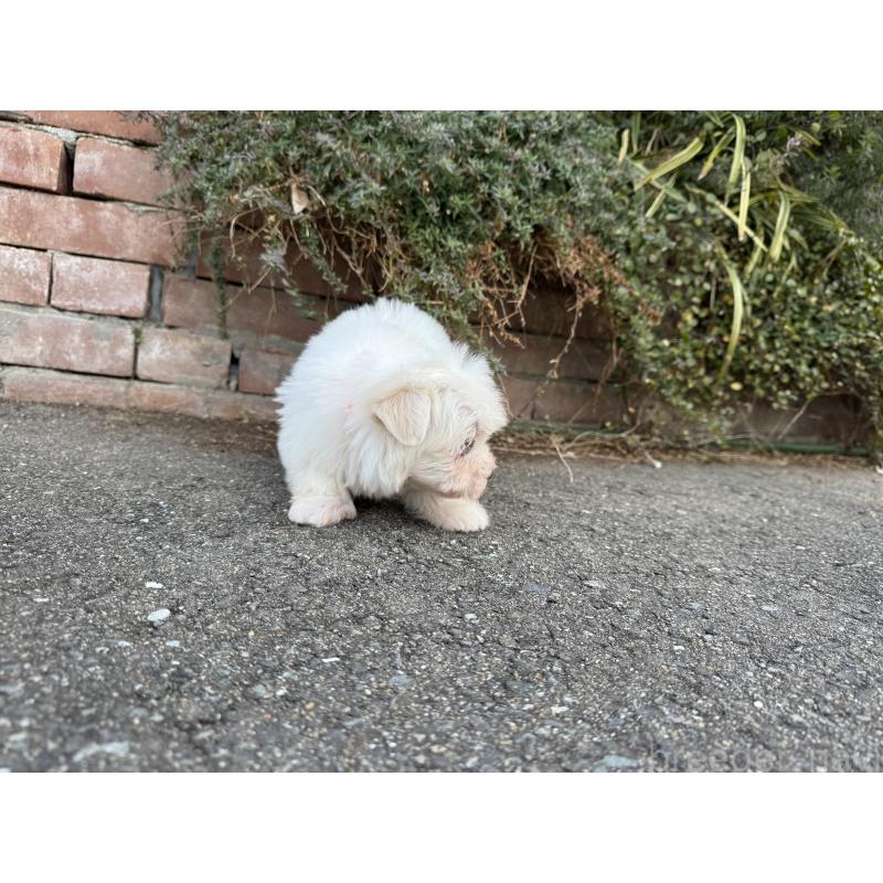 販売中の福岡県のマルチーズ-441157の5枚目