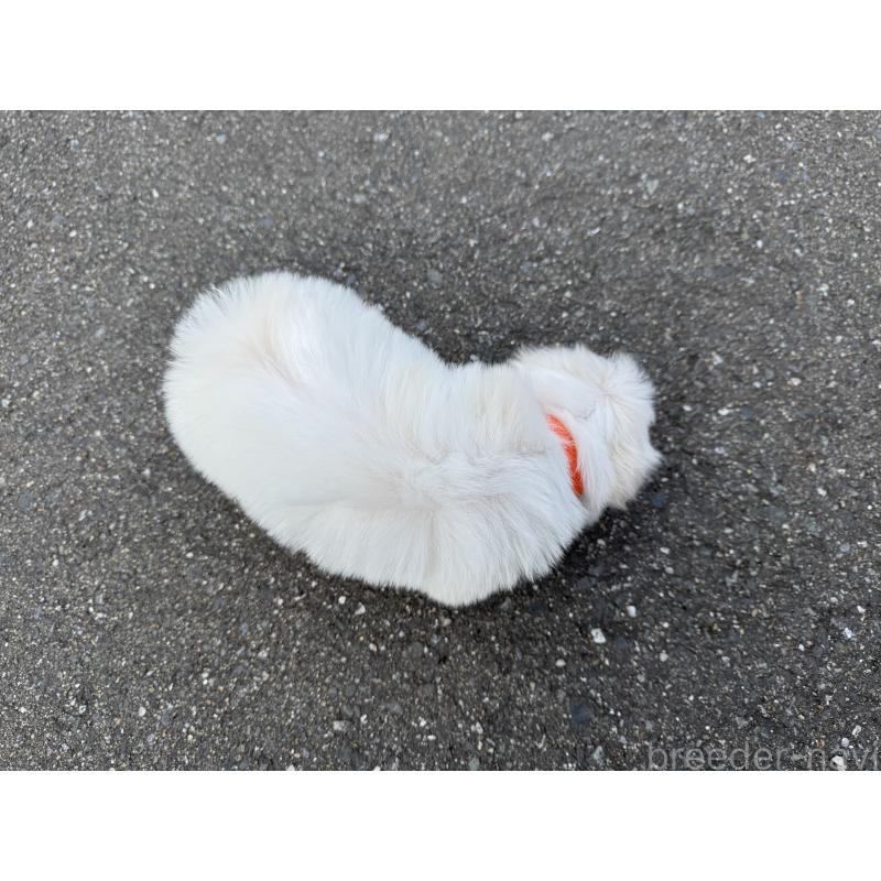 販売中の福岡県のマルチーズ-441157の3枚目