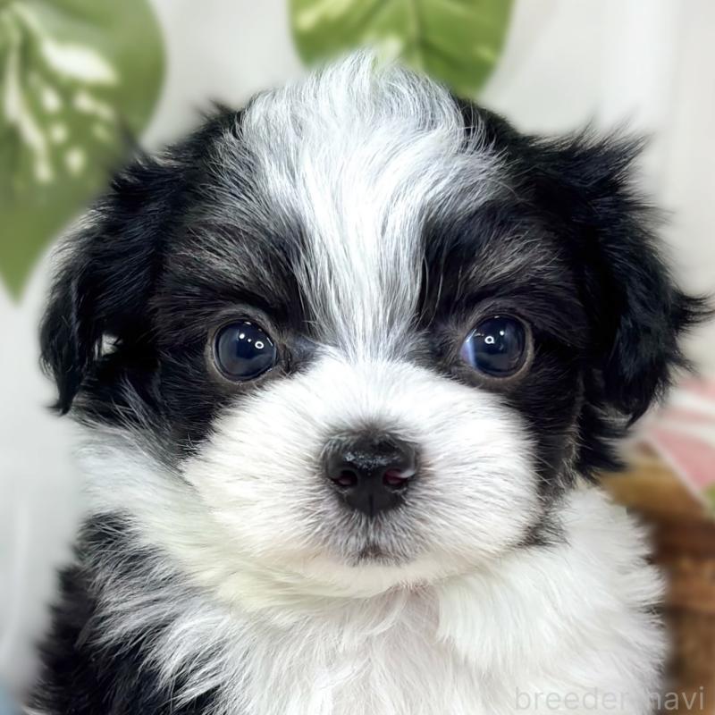 販売中の滋賀県のチワマル:チワワ×マルチーズ-441159