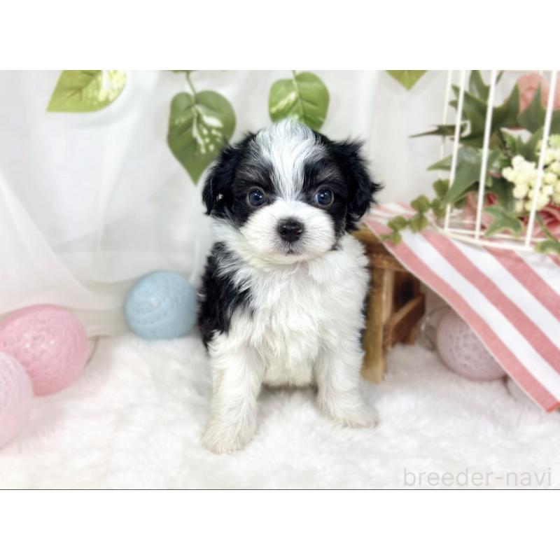 販売中の滋賀県のチワマル:チワワ×マルチーズ-441159の4枚目