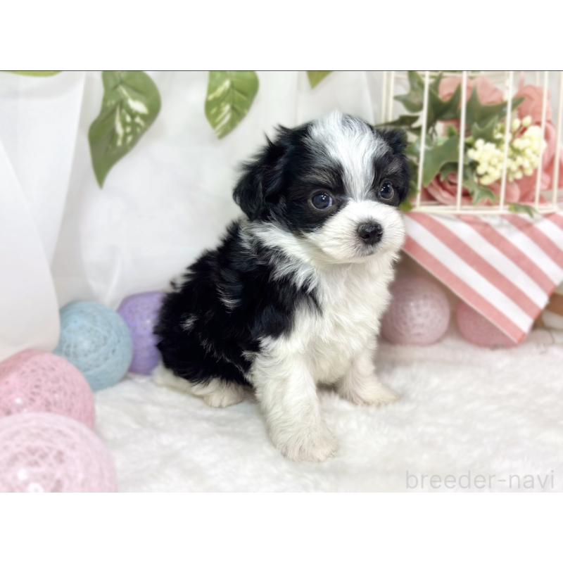 販売中の滋賀県のチワマル:チワワ×マルチーズ-441159の3枚目