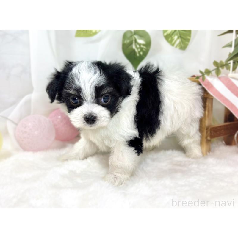 販売中の滋賀県のチワマル:チワワ×マルチーズ-441159の2枚目