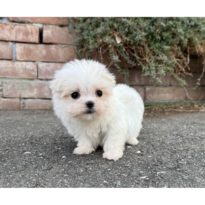 販売中の福岡県のマルチーズ-441158の5枚目