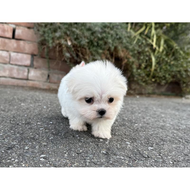 販売中の福岡県のマルチーズ-441158の4枚目