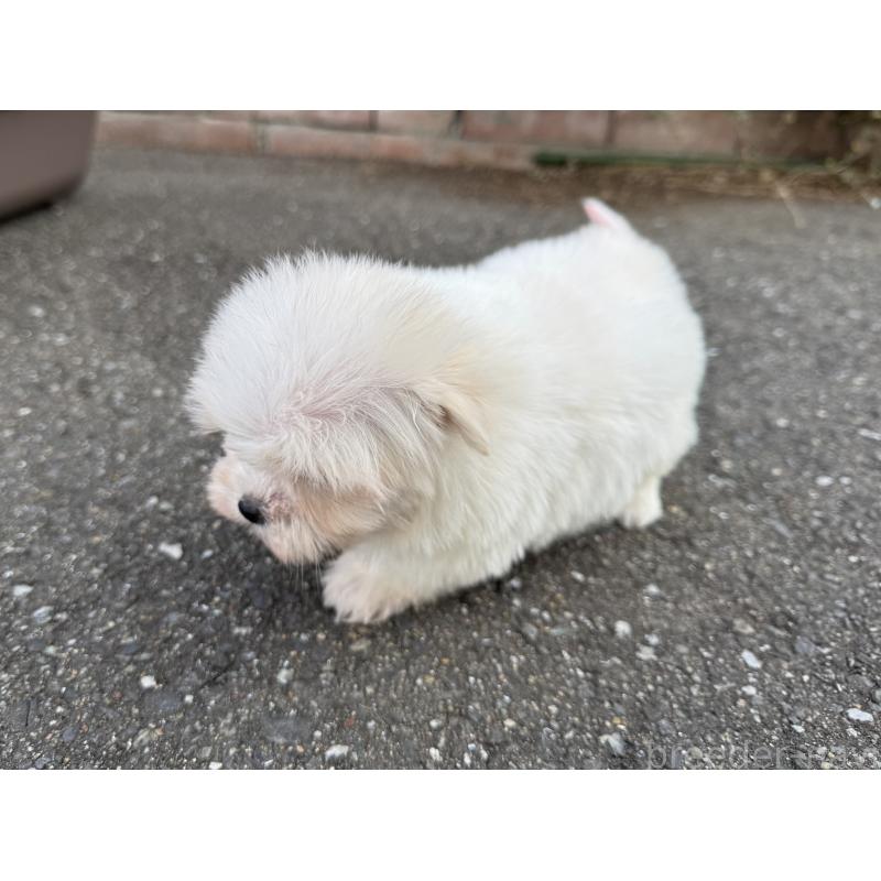 販売中の福岡県のマルチーズ-441158の3枚目