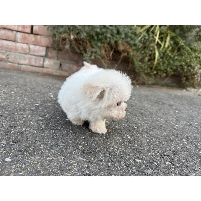 販売中の福岡県のマルチーズ-441158の2枚目