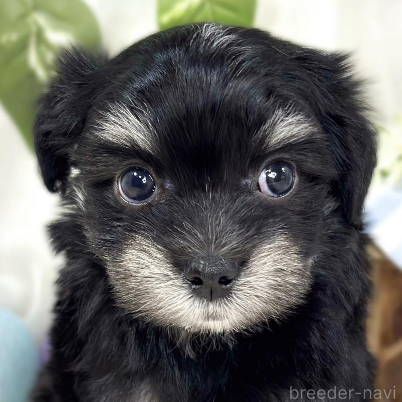 販売中の滋賀県のチワマル:チワワ×マルチーズ-441160