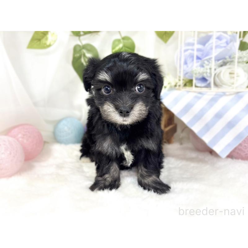 販売中の滋賀県のチワマル:チワワ×マルチーズ-441160の4枚目