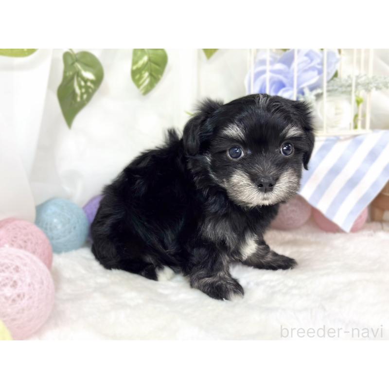 販売中の滋賀県のチワマル:チワワ×マルチーズ-441160の3枚目