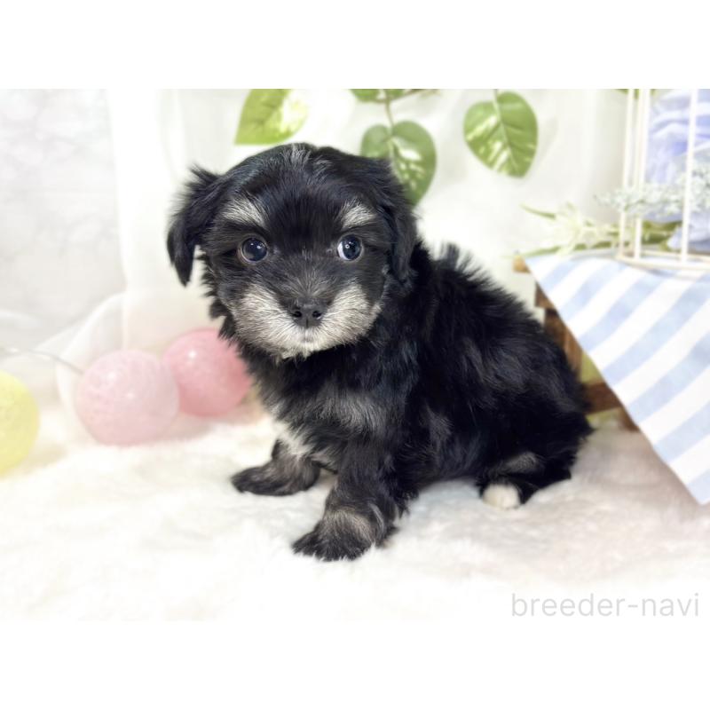 販売中の滋賀県のチワマル:チワワ×マルチーズ-441160の2枚目