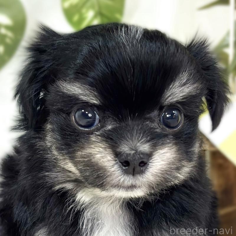 販売中の滋賀県のチワマル:チワワ×マルチーズ-441161の1枚目