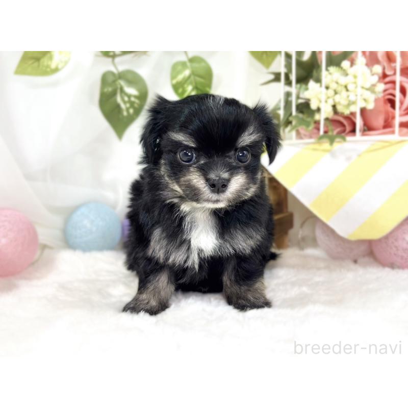 販売中の滋賀県のチワマル:チワワ×マルチーズ-441161の4枚目