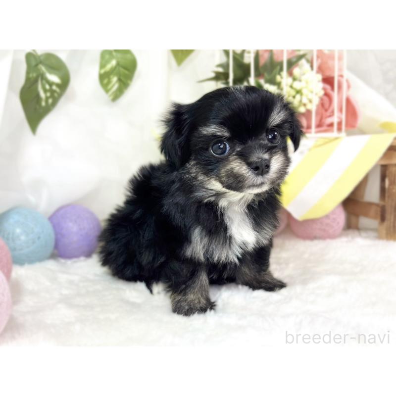 販売中の滋賀県のチワマル:チワワ×マルチーズ-441161の3枚目