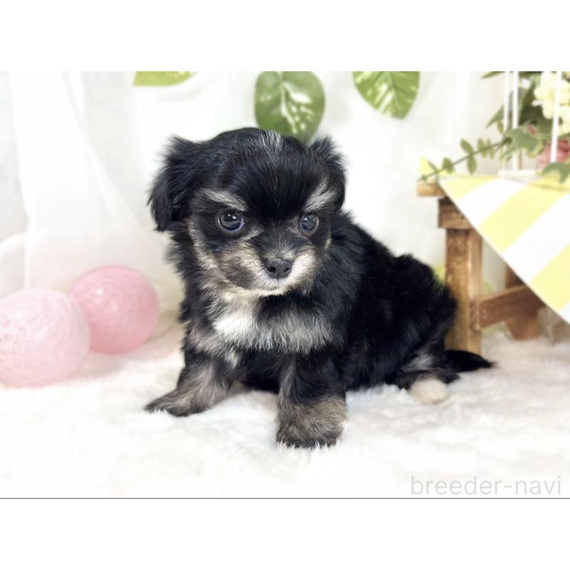 販売中の滋賀県のチワマル:チワワ×マルチーズ-441161の2枚目