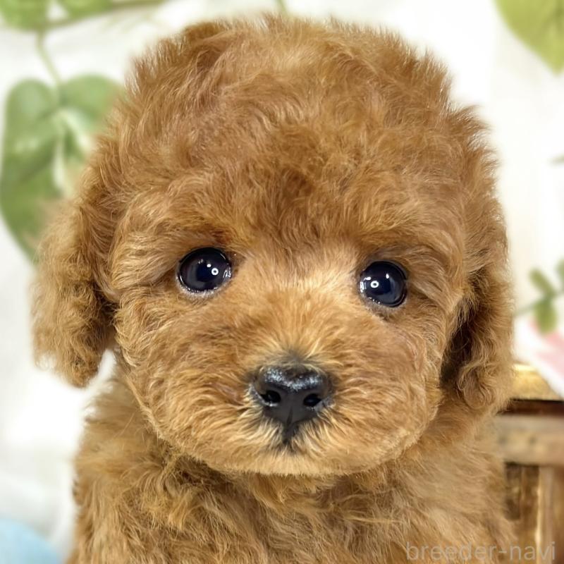 販売中の滋賀県のトイプードル-441162