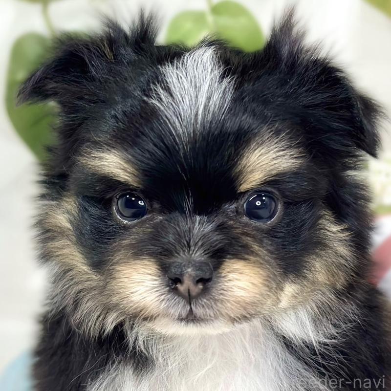 販売中ののポメマル:ポメラニアン×マルチーズ-441163