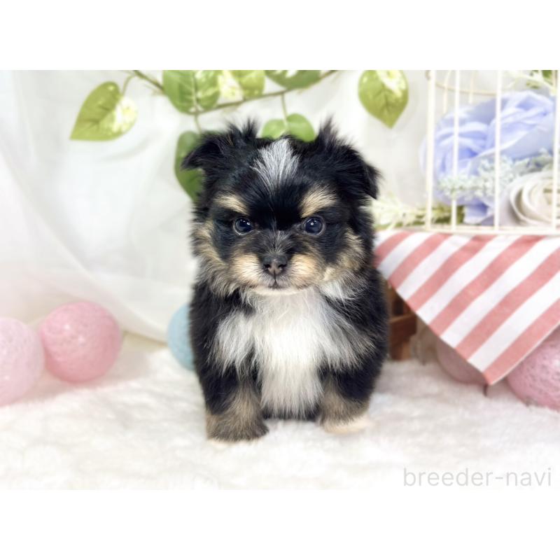 販売中の滋賀県のポメマル:ポメラニアン×マルチーズ-441163の3枚目