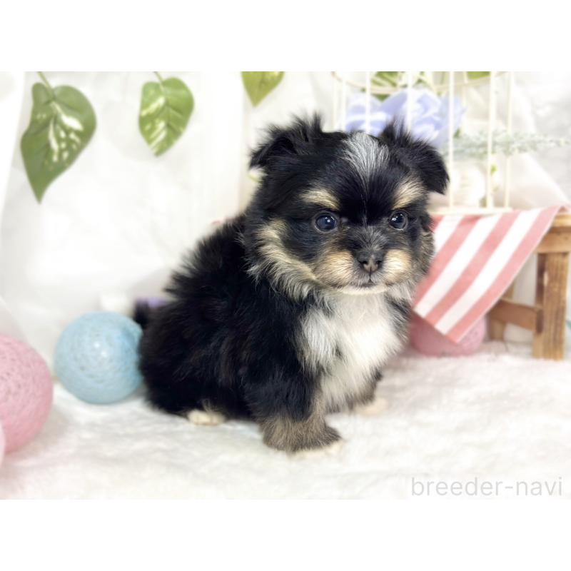 販売中の滋賀県のポメマル:ポメラニアン×マルチーズ-441163の4枚目
