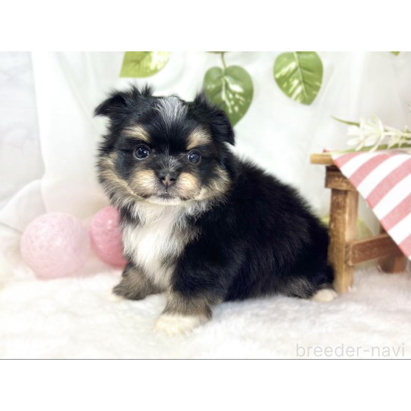 販売中の滋賀県のポメマル:ポメラニアン×マルチーズ-441163の2枚目