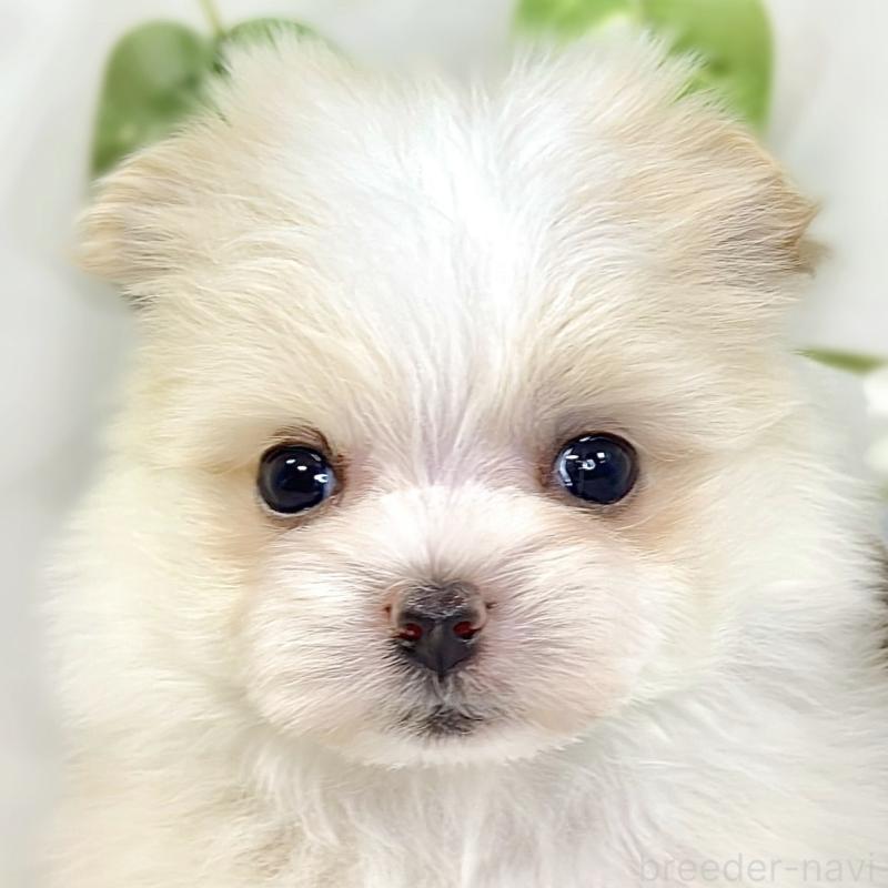 販売中の滋賀県のポメマル:ポメラニアン×マルチーズ-441164