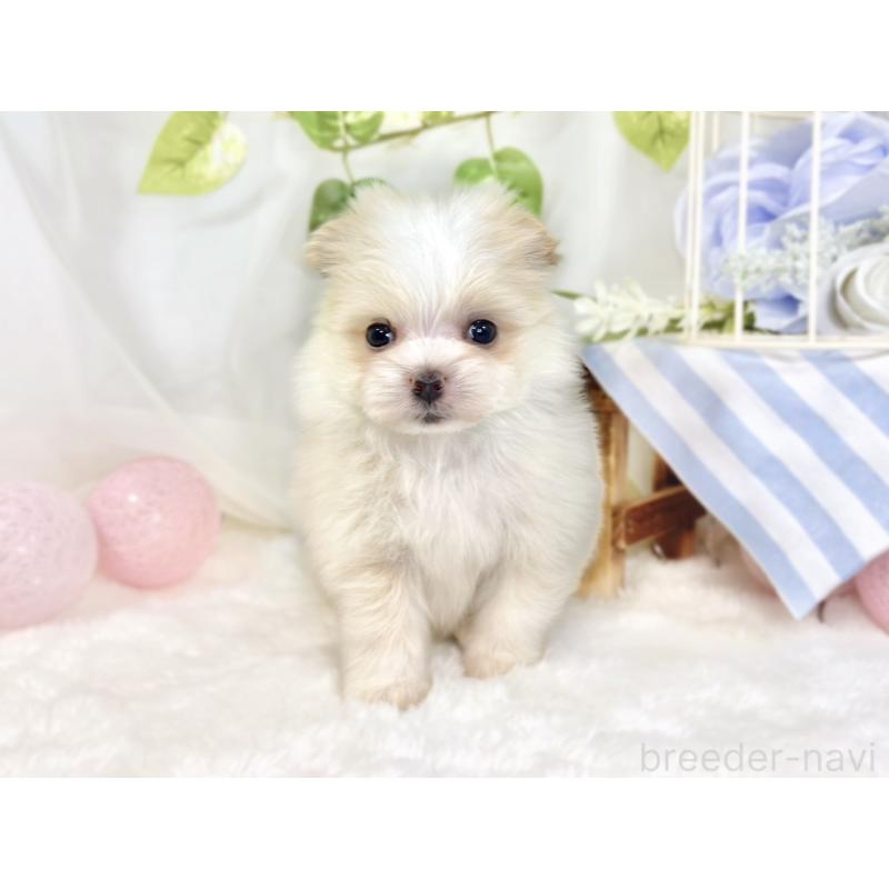 販売中の滋賀県のポメマル:ポメラニアン×マルチーズ-441164の4枚目