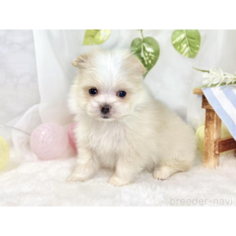販売中の滋賀県のポメマル:ポメラニアン×マルチーズ-441164の2枚目