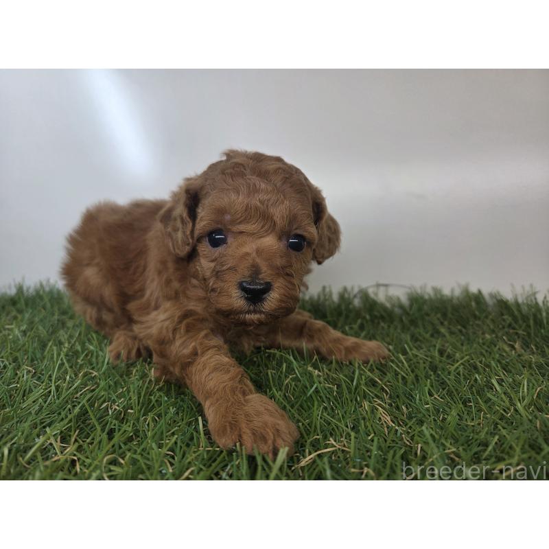 販売中の三重県のトイプードル-441166の3枚目